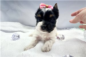 Emily - Yorkshire Terrier - Yorkie for sale
