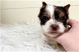 Elias - Yorkshire Terrier - Yorkie for sale