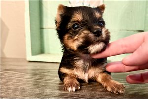 Dallas - Yorkshire Terrier - Yorkie for sale