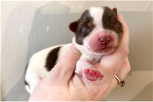 Elias - Yorkshire Terrier - Yorkie for sale