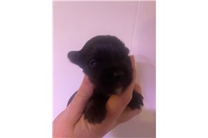 Edgar - Yorkshire Terrier - Yorkie for sale