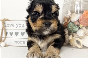Phoenix - Yorkshire Terrier - Yorkie for sale