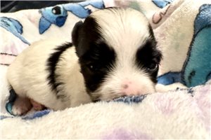 Errol - Yorkie for sale