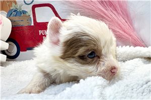 Ernie - Yorkie for sale