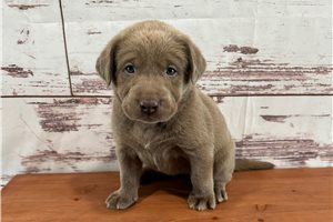 Gizmo - Labrador Retriever for sale
