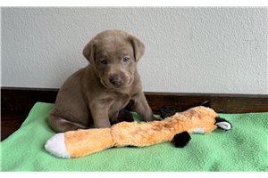 Queenie - Labrador Retriever for sale