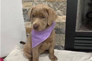 Gizmo - Labrador Retriever for sale