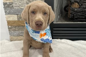 Ginny - puppy for sale