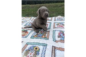 Dash - Labrador Retriever for sale