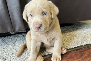 Ginny - Labrador Retriever for sale
