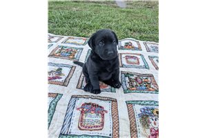 Diana - Labrador Retriever for sale