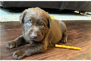 Winchester - Labrador Retriever for sale