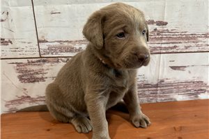 Princess - Labrador Retriever for sale