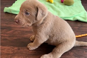 Dune - puppy for sale