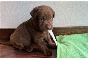 Joy - Labrador Retriever for sale