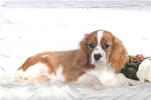 Robert - Cavalier King Charles Spaniel for sale