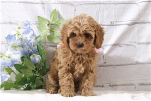 Destiny - Cavapoo for sale