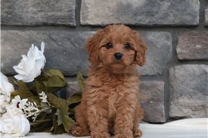 Hannah - Cavapoo for sale