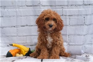 Serena - Cavapoo for sale