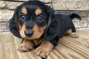 Birdie - Dachshund, Mini for sale