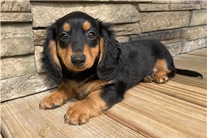 Birdie - Dachshund, Mini for sale