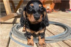 Dixie Anne - Dachshund, Mini for sale