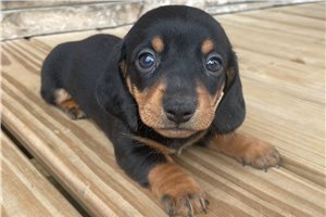 Johnny - puppy for sale