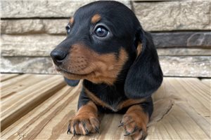 Johnny - Dachshund, Mini for sale