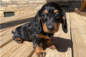 Dixie Anne - Dachshund, Mini for sale