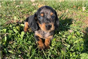 Homer - Dachshund, Mini for sale