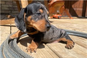 Ranger - Dachshund, Mini for sale