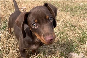 Boston - Dachshund, Mini for sale