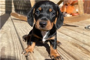 Colton - Dachshund, Mini for sale