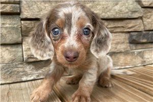 Sugar - Dachshund, Mini for sale