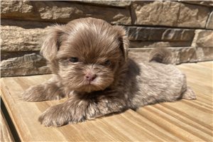 Cupcake - Shih Tzu for sale