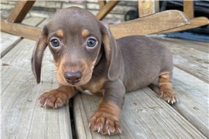 Rebel - Dachshund, Mini for sale