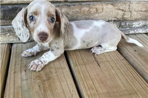 Iceman - puppy for sale