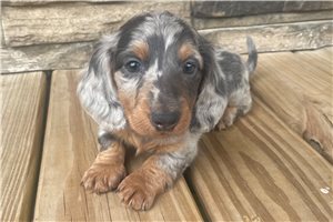 Steve - puppy for sale