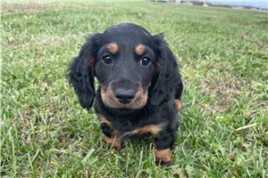 Newt - Dachshund, Mini for sale