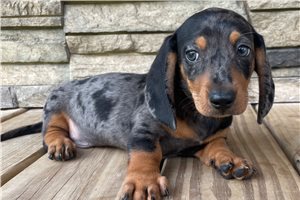 Ranger - Dachshund, Mini for sale
