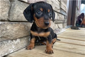 Regan - Dachshund, Mini for sale