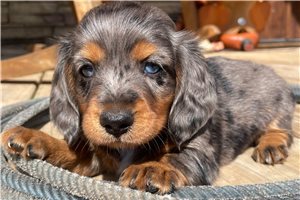 Tex - puppy for sale