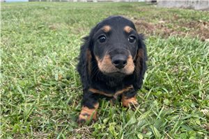 Woodrow - Dachshund, Mini for sale
