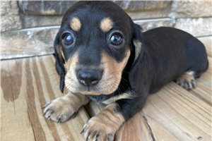 Rosalina - Dachshund, Mini for sale