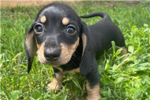 Rosalina - Dachshund, Mini for sale