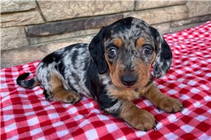 Jagger - Mini Dachshund for sale