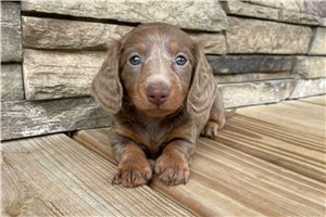Shirley - Dachshund, Mini for sale