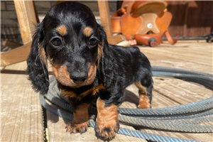 Gracie Jo - Mini Dachshund for sale