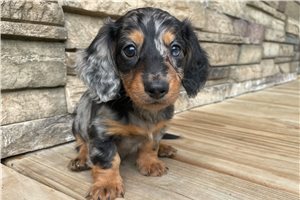 Midnight - puppy for sale