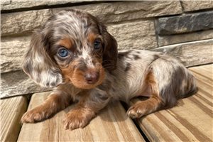 Sabrina - Dachshund, Mini for sale
